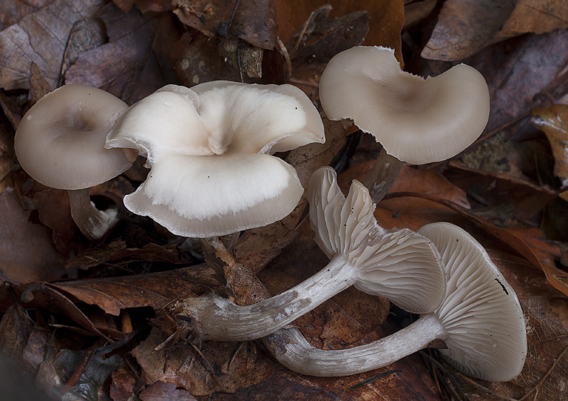 Clitocybe metachroa